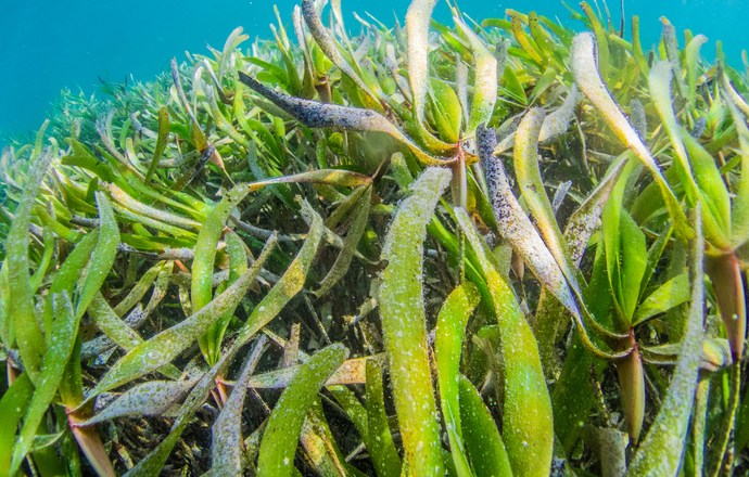 Od oceanu do przemysłu – wodorosty nową siłą napędową zrównoważonej produkcji