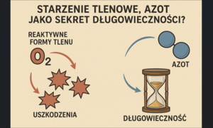 Tlenek azotu – udział w złożonej roli starzenia się organizmu