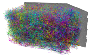 Największa mapa mózgu ssaka pokazuje strukturę i aktywność neuronów w skali nanometrów