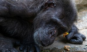 Fermentujące owoce jako źródło etanolu w diecie szympansów – obserwacje i znaczenie ewolucy