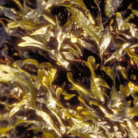 PYRENOINE PF