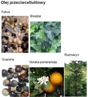 ANTI-CELLULITE OIL - FUKUS, BLUSZCZ, GUARANA, ROZMARYN, GORZKA POMARAŃCZA (olej)