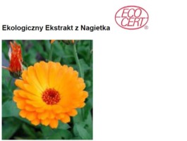 CALENDULA ECO - NAGIETEK (ekstrakt ekologiczny)