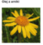 ARNICA OIL - ARNIKA GÓRSKA (olej)