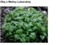 BALM MINT OIL - MELISA (olej)