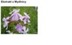 COMMON SOAPWORT EXTRACT H.GL-MS - MYDLNICA (ekstrakt glicerynowo-wodny)
