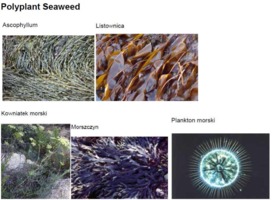 POLYPLANT OILY SEAWEED - PLANKTON, ALGI, ASCOPHYLLUM, FUKUS, KOWNIATEK (olej)