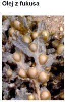 SEAWEED (FUCUS) OIL - MORSZCZYN (olej)