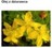 ST. JOHN`S WORT OIL - DZIURAWIEC (olej)