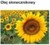 SUNFLOWER SEED OIL - SŁONECZNIK (olej zimnotłoczony)