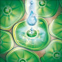 BIOPLASMA BG
