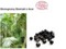 ACAI ECO - JAGODY ACAI (ekstrakt ekologiczny)