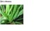 ALOE VERA GEL MS - ALOES ZWYCZAJNY (żel 1:1)