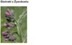 COMFREY (LEAVES) EXTRACT H.GL.-M.S.  - ŻYWOKOST (ekstrakt glicerynowo-wodny)