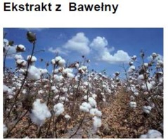 COTTON EXTRACT H.GL.-MS  - BAWEŁNA (ekstrakt glicerynowo-wodny)