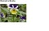 WILD PANSY EXTRACT H.GL MS - BRATEK (ekstrakt glicerynowo-wodny)