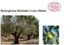 OLIVE ECO - OLIWKA (ekstrakt ekologiczny z liści)