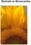 SUNFLOWER EXTRACT H.GL. - M.S. - SŁONECZNIK (ekstrakt glicerynowo-wodny)