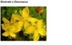 ST. JOHNS WORT EXTRACT H.GL-MS - DZIURAWIEC (ekstrakt glicerynowo-wodny)
