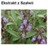 SAGE EXTRACT H.GL.M.S. - SZAŁWIA (ekstrakt glicerynowo-wodny)