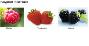 POLYPLANT RED FRUITS H.GL.M.S - TRUSKAWKA, MALINA, JEŻYNA (kompleks glicerynowo-wodny)
