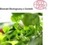 ASIATIC CENTELLA ECO - CENTELLA (ekstrakt ekologiczny)