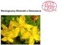 ST. JOHNS WORT ECO - DZIURAWIEC (ekstrakt ekologiczny)