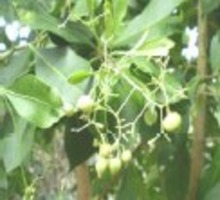 POLYPLANT UL
