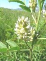 POLYPLANT GL