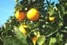POLYPLANT VIT