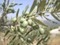 POLYPLANT PS plus