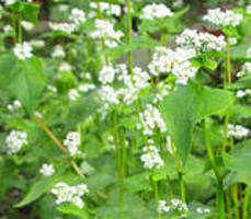 Buckwheat Wax