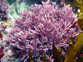 Concentre Coralline
