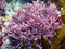 Concentre Coralline