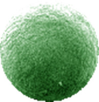 Dermochlorella D