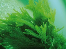 Dictyopteris Oil