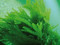 Dictyopteris Oil