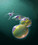 Scopariane