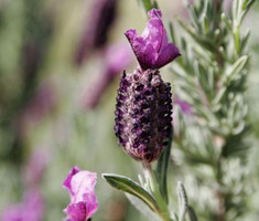 Stoechiol