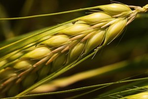 Sharohyal OAT